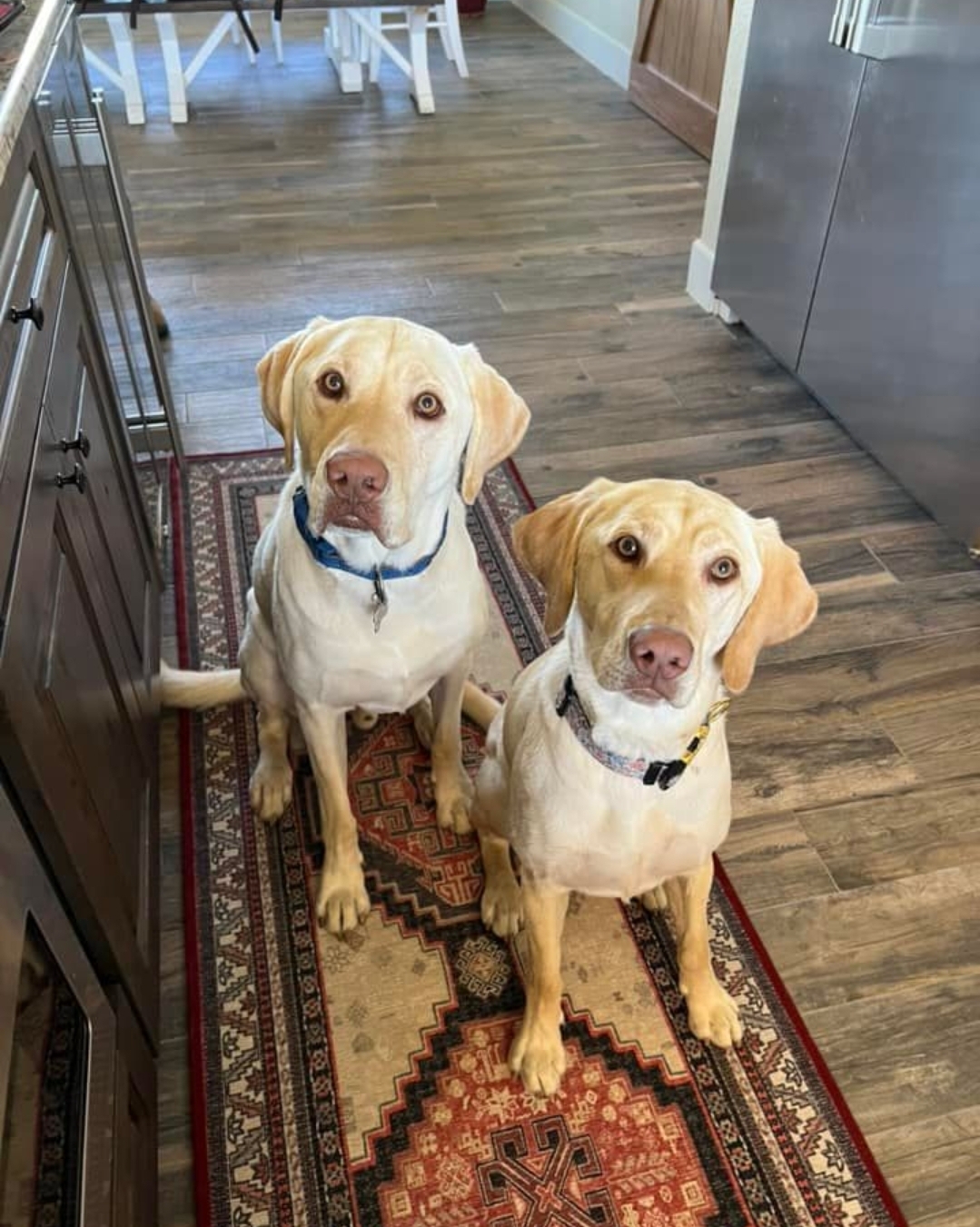 We Also Breed The Other Rare & Unique Purebred Labrador Colors calizonalabs