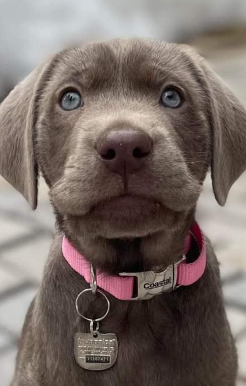 We Also Breed The Other Rare & Unique Purebred Labrador Colors calizonalabs