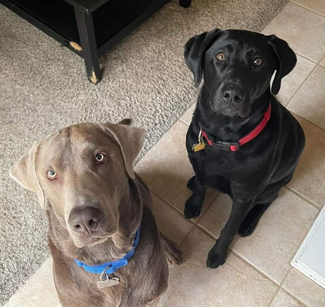 We Also Breed The Other Rare & Unique Purebred Labrador Colors calizonalabs
