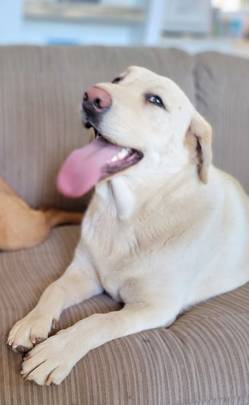 We Also Breed The Other Rare & Unique Purebred Labrador Colors calizonalabs