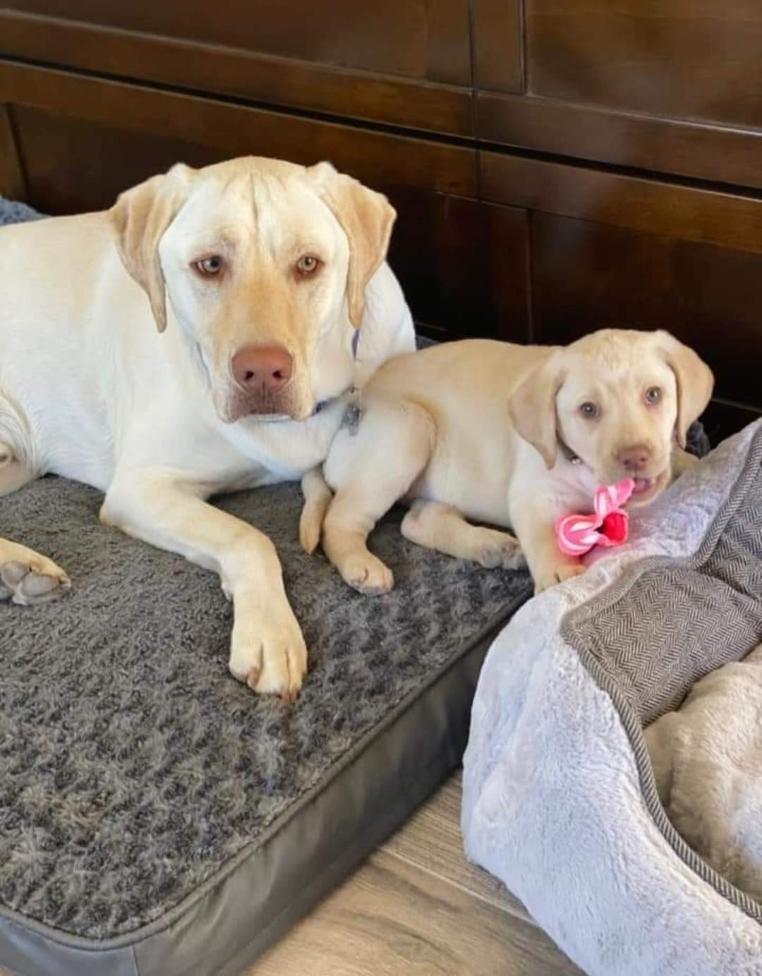 We Also Breed The Other Rare & Unique Purebred Labrador Colors calizonalabs