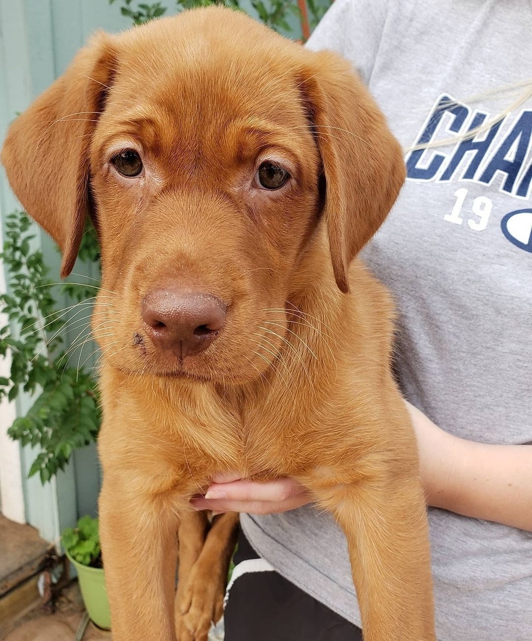We Also Breed The Other Rare & Unique Purebred Labrador Colors calizonalabs