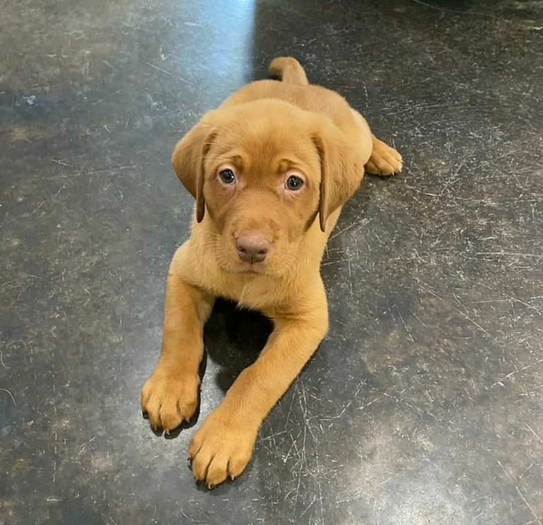 We Also Breed The Other Rare & Unique Purebred Labrador Colors calizonalabs