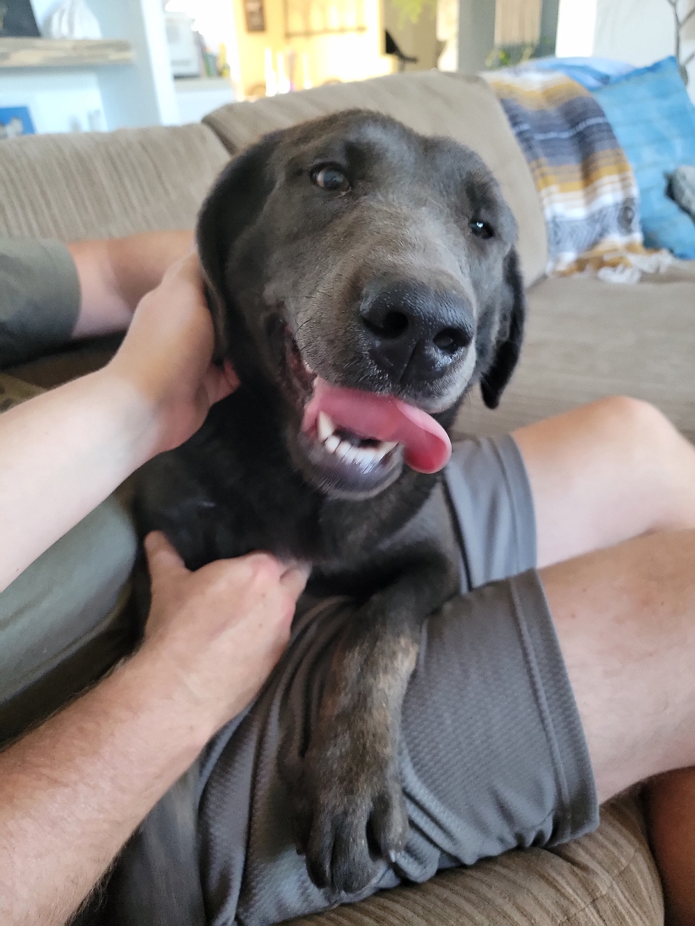 We Also Breed The Other Rare & Unique Purebred Labrador Colors calizonalabs