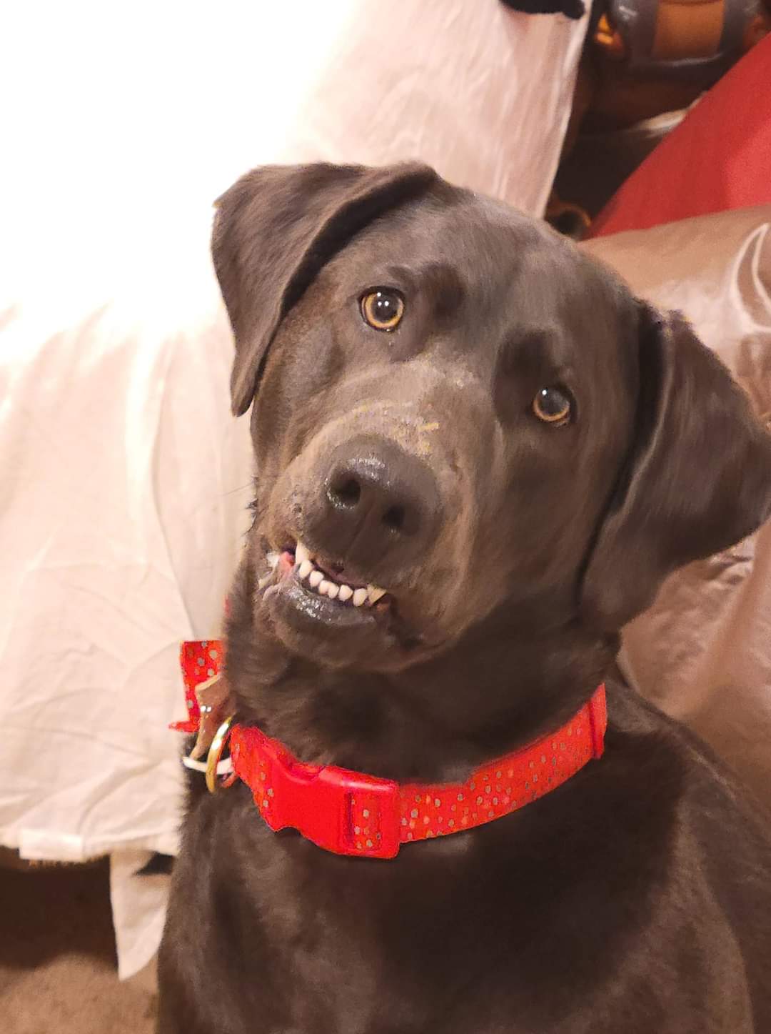 We Also Breed The Other Rare & Unique Purebred Labrador Colors calizonalabs