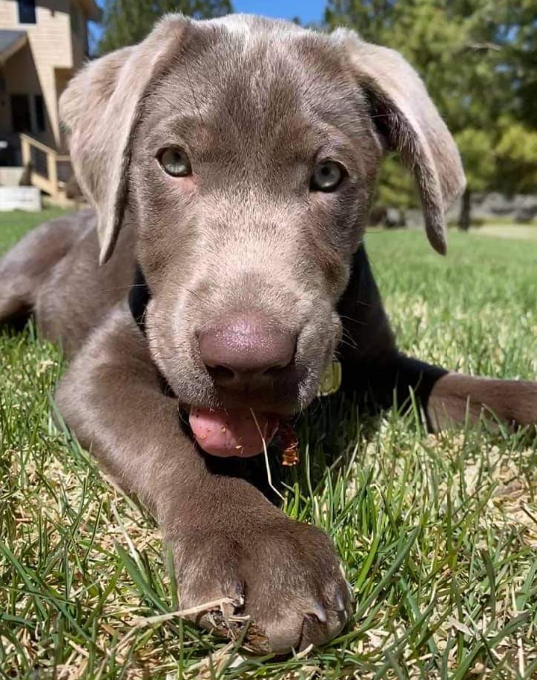 We Also Breed The Other Rare & Unique Purebred Labrador Colors calizonalabs