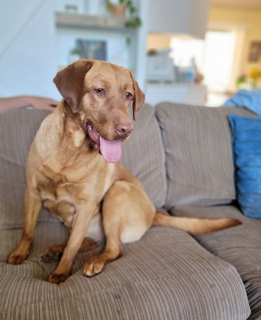 We Also Breed The Other Rare & Unique Purebred Labrador Colors calizonalabs
