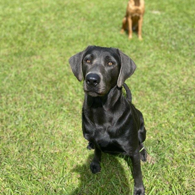 We Also Breed The Other Rare & Unique Purebred Labrador Colors calizonalabs