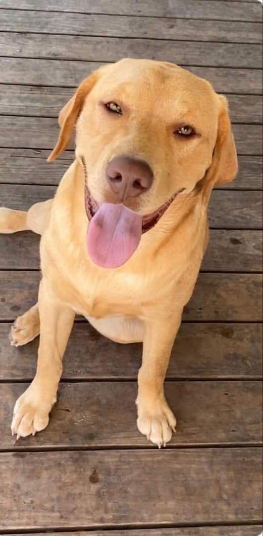 We Also Breed The Other Rare & Unique Purebred Labrador Colors calizonalabs