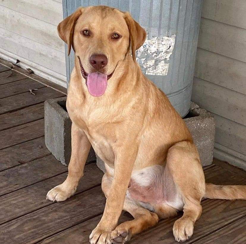 We Also Breed The Other Rare & Unique Purebred Labrador Colors calizonalabs