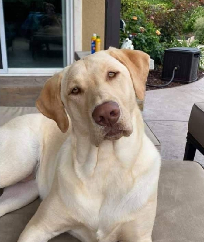 We Also Breed The Other Rare & Unique Purebred Labrador Colors calizonalabs