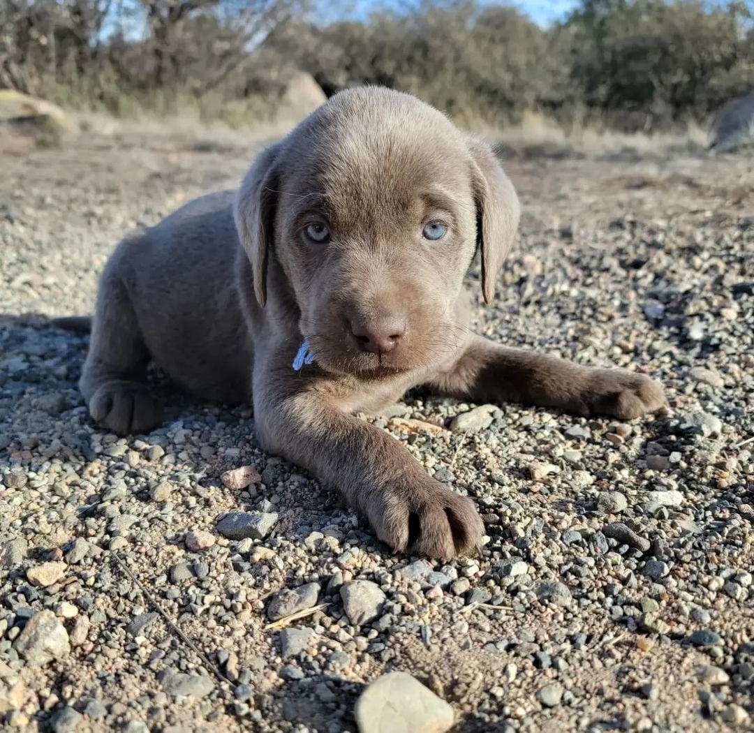 We Also Breed The Other Rare & Unique Purebred Labrador Colors calizonalabs