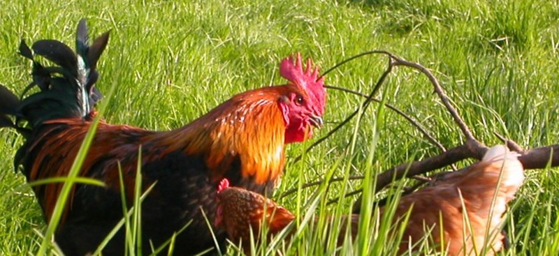 Le coq