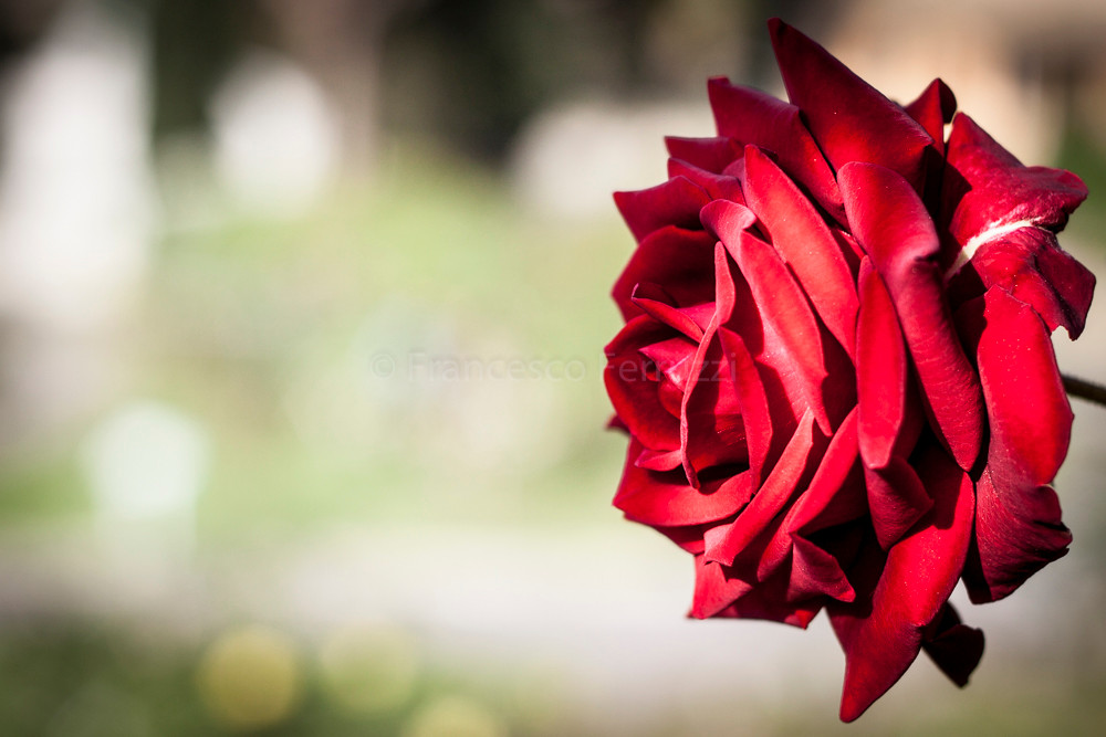 Roma, Roseto Comunale: rosa rossa