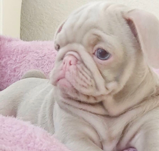 Farben beim Mops HobbyZucht "vom Meran des bayerischen Waldes"