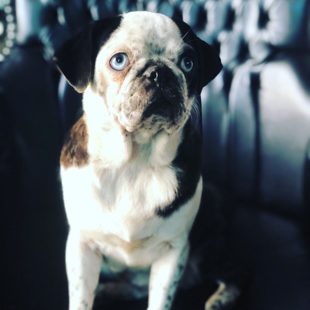 Farben beim Mops HobbyZucht "vom Meran des bayerischen Waldes"