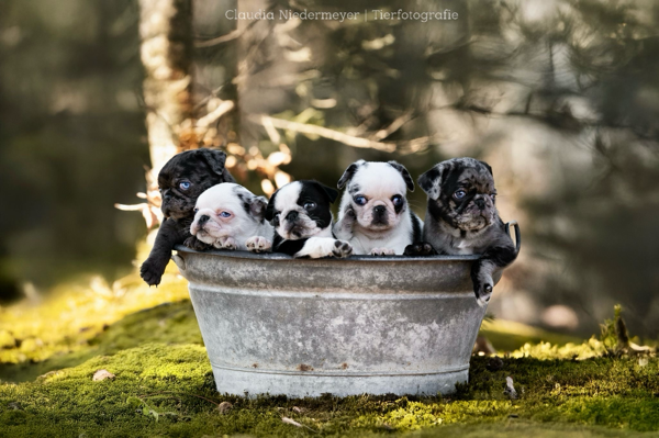 Farben Beim Mops Hobby Zucht Vom Meran Des Bayerischen Waldes