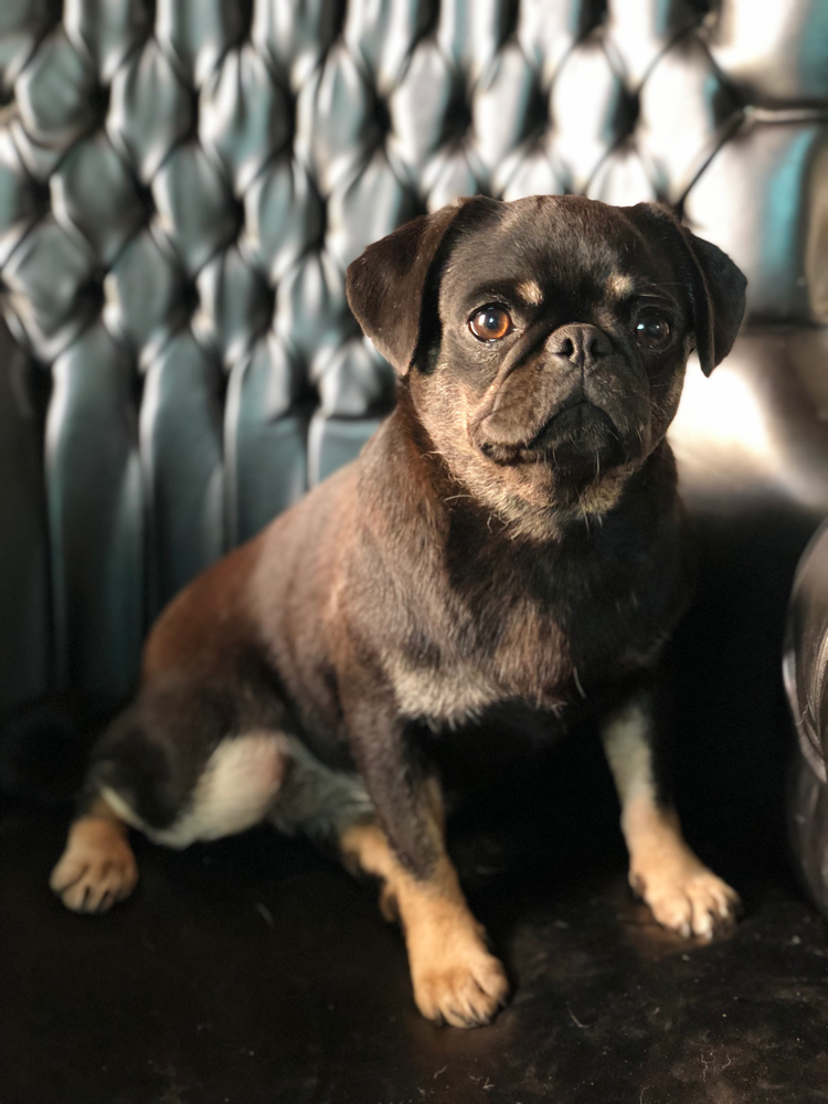 Farben beim Mops HobbyZucht "vom Meran des bayerischen Waldes"