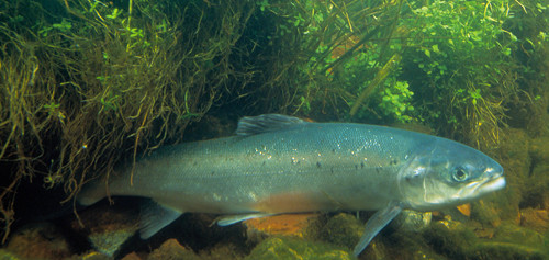 Le saumon atlantiques (©United States Fish & Wildlife Service)