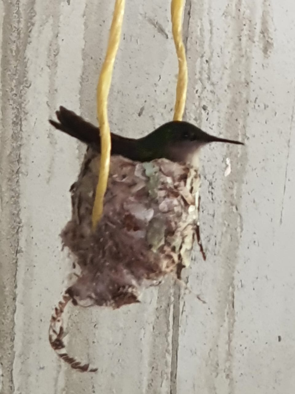 Un colibri couve son nid à l espace Agoyam 