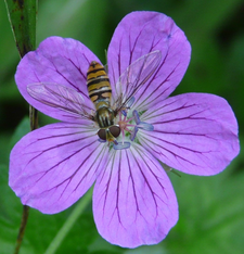 Episyrphus balteatus (Foto: Dr. G. Merkel-Wallner)