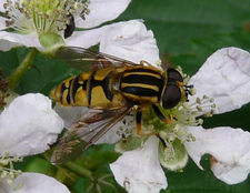 Helophilus pendulus weibl. (Foto: Dr. G. Merkel-Wallner)