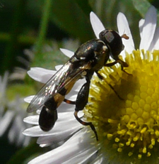 Syritta pipiens männl. (Foto: Dr. G. Merkel-Wallner)