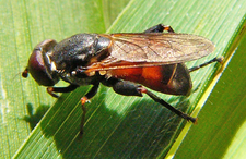 Tropidia scita weibl. (Foto: Dr. G. Merkel-Wallner)