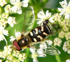 Scaeva pyrastri männl. (Foto: Dr. G. Merkel-Wallner)