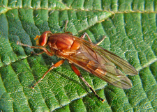 Brachyopa testacea (Foto: Dr. G. Merkel-Wallner)