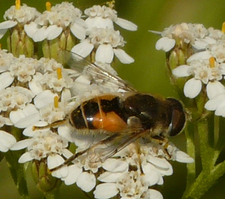 Eristalis arbustorum männl. (Foto: Dr. G. Merkel-Wallner)