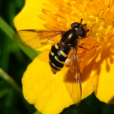 Dasysyrphus venustus weibl. (Foto: Dr. G. Merkel-Wallner)