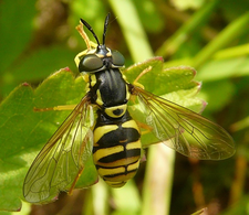 Chrysotoxum verralli weibl. (Foto: Dr. G. Merkel-Wallner)