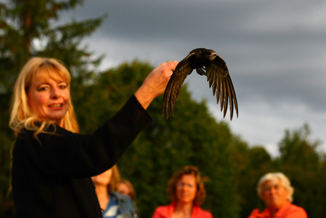 Mauersegler "Dingo" startet in den Abendhimmel Foto: Michael Herzig