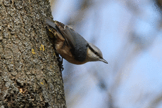 Kleiber waren ständig zu hören und zu sehen im Rainer Wald. Foto: Joachim Aschenbrenner