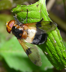 Volucella pellucens weibl. (Foto: Dr. G. Merkel-Wallner)