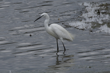 Seidenreiher waren am Echinger Stausee zu beobachten. Fotos: Joachim Aschenbrenner