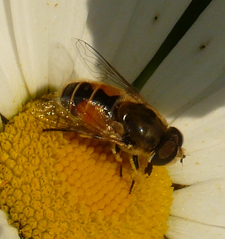 Eristalis arbustorum männl. (Foto: Dr. G. Merkel-Wallner)