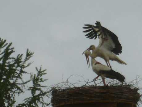 Paarung im Horst (Foto: Peter Eisgruber-Rauscher)