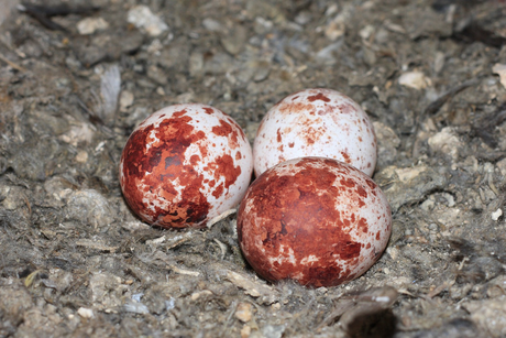 Turmfalken Eier, teilweise Erstbrut, teilweise sind aber schon Turmfalken Anfang Juni ausgeflogen.