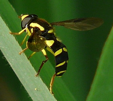 Xanthogramm pedissequum weibl. (Foto: Dr. G. Merkel-Wallner)