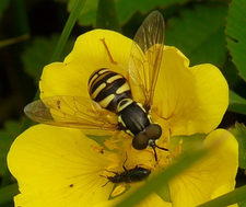 Chrysotoxum verralli männl. (Foto: Dr. G. Merkel-Wallner)