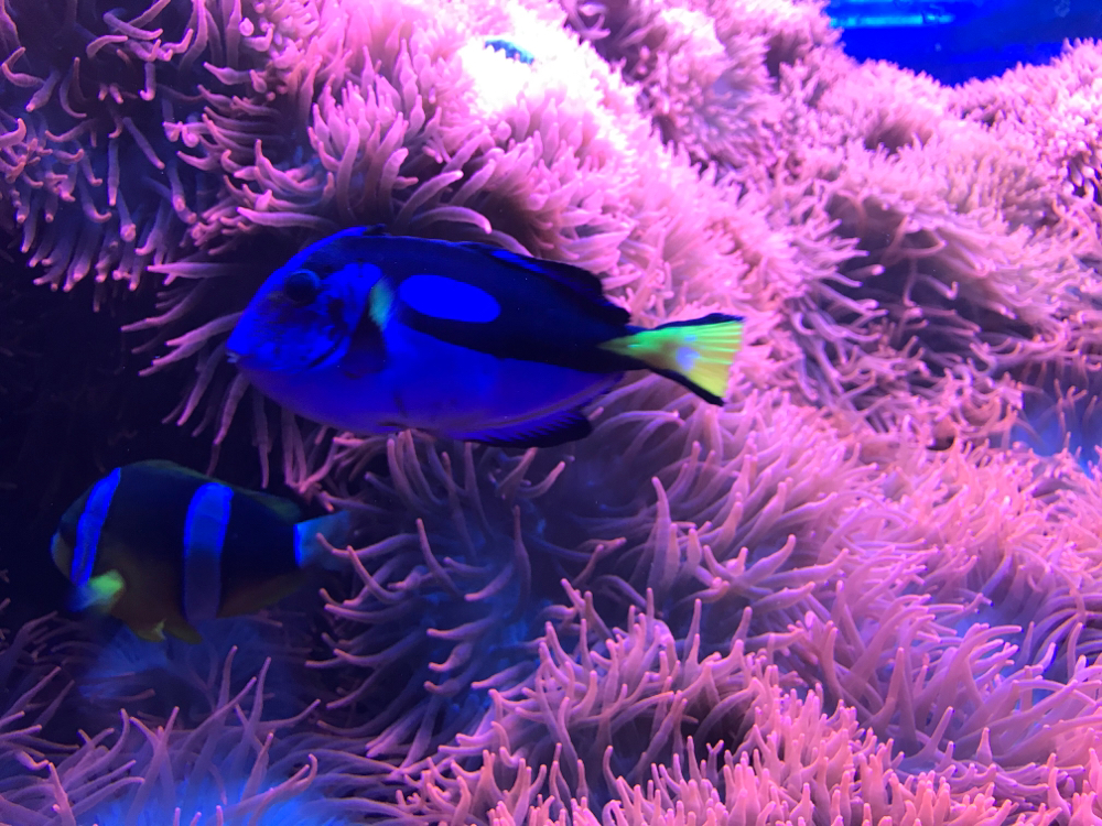 L’agopuntura permette di ristabilire la simbiosi che c’è tra uomo e ambiente un po’ come il pesce pagliaccio e Dory e l’anemone