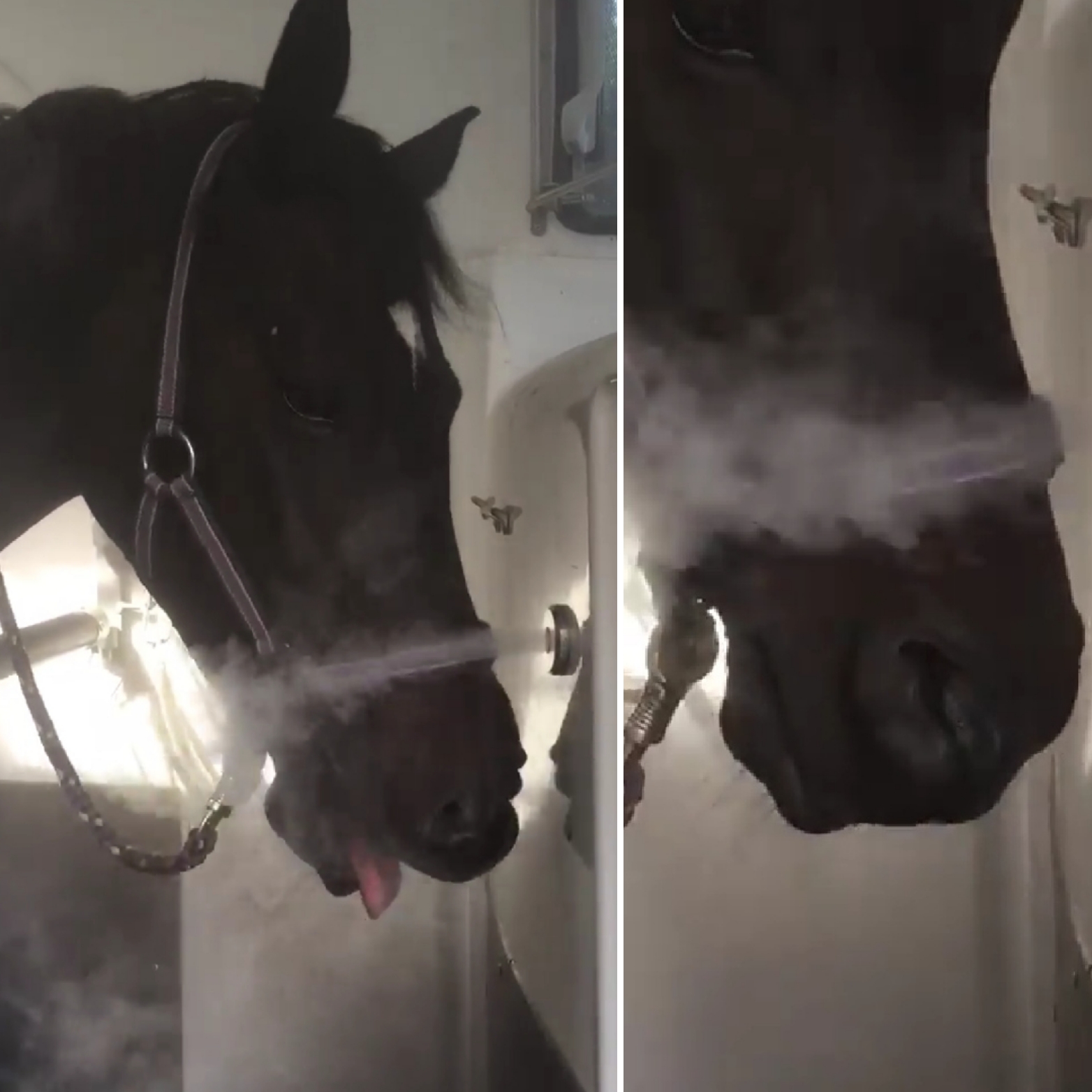 Inhalieren Ohne Maske Solemobil Fuer Pferdes Webseite