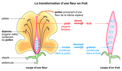 transformation d'une graine en fruit