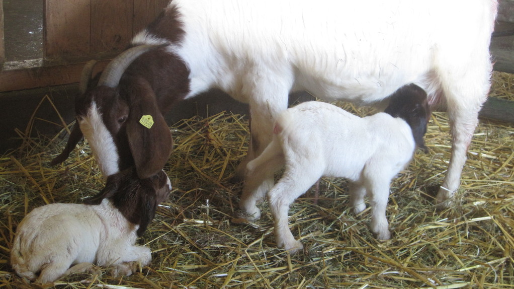 Unsere Patientengalerie - Tierarztpraxis Thedinghausen - Dr. E. Böse ...
