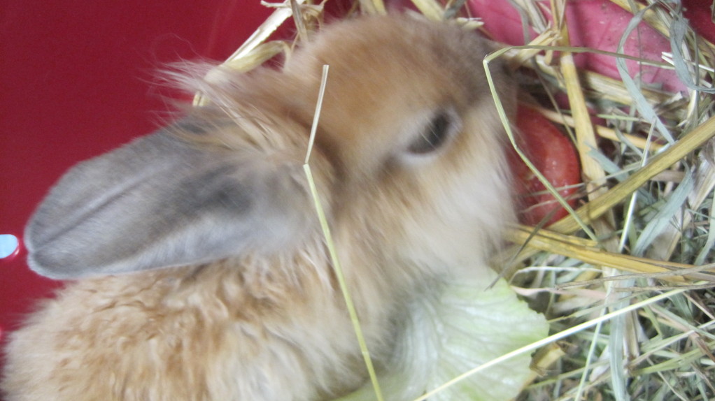 Unsere Patientengalerie - Tierarztpraxis Thedinghausen - Dr. E. Böse ...