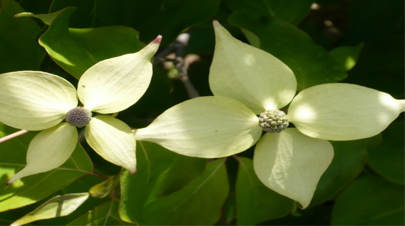 Chinesischer Hartriegel in Blüte       www.funke-pflanzen.de
