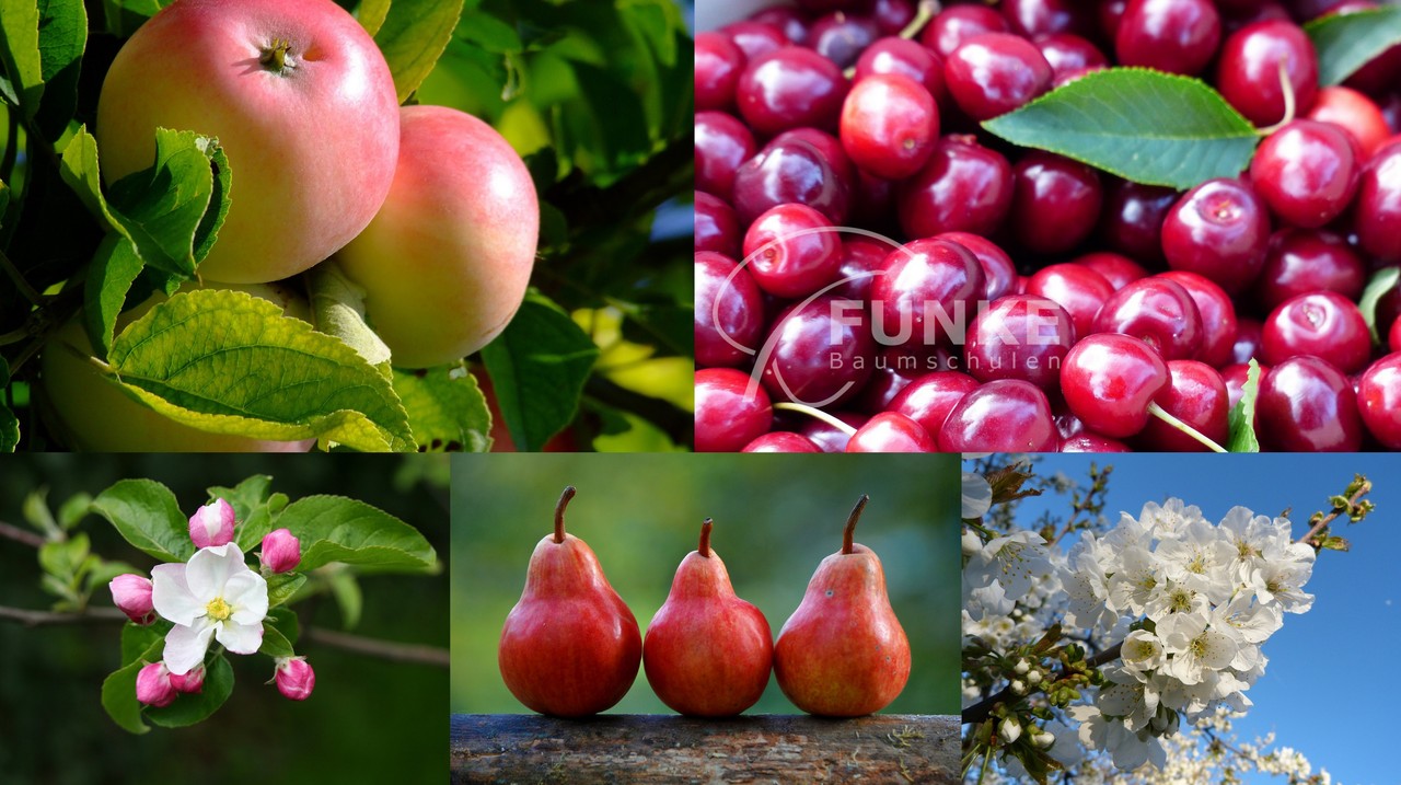 Ihr Garten wird zur Fruchtoase ! FunkePflanzen.de Visbek Funke