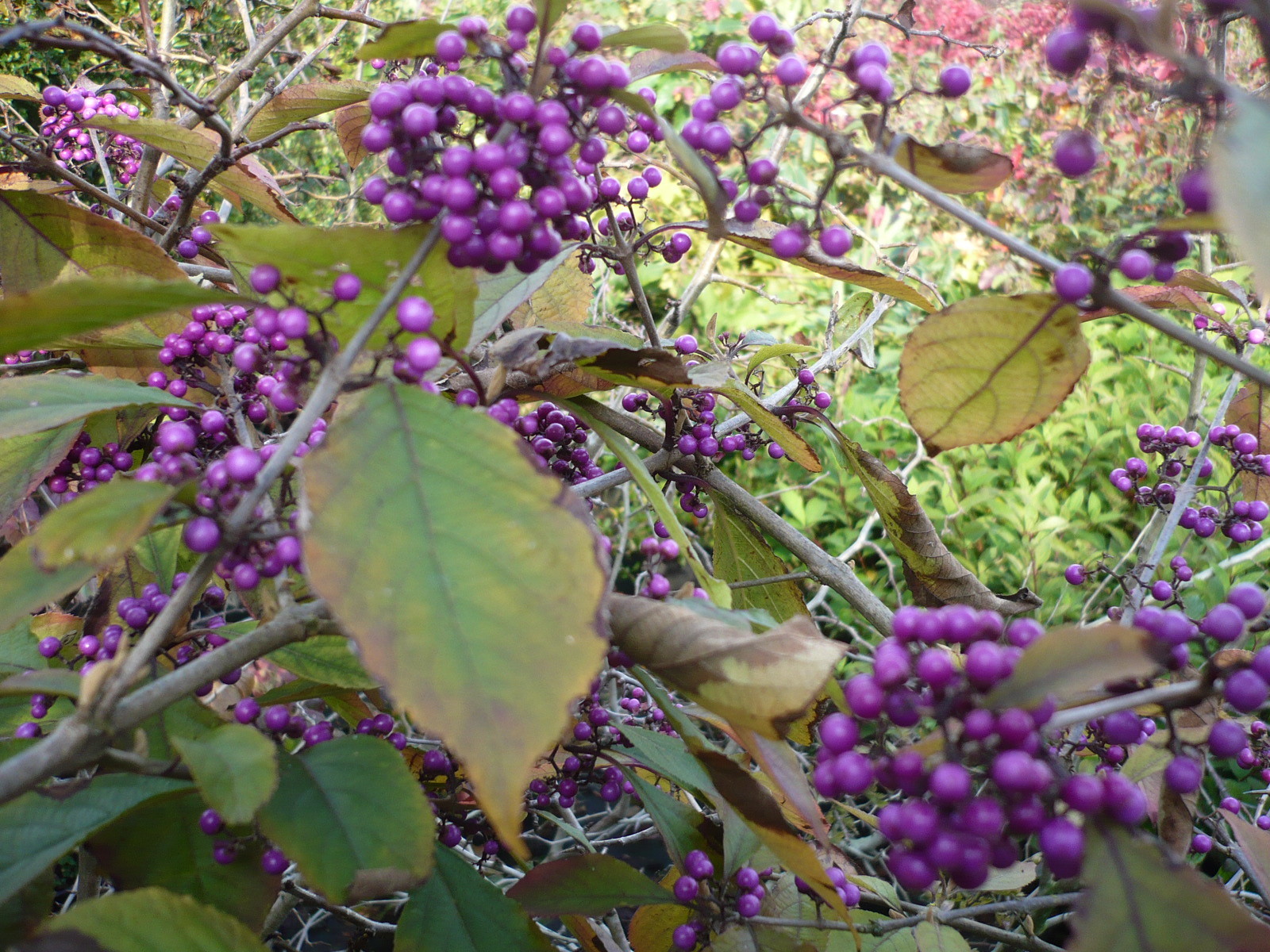 Gartenpflanzen in Form und Farbe! FunkePflanzen.de Visbek Funke
